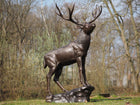 Bronzen beeld Staand hert op basis 197x102x135cm