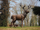 Bronzen beeld Staand hert 172x88x135cm