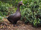 Bronzen beeld Staande eend 48x19x50cm
